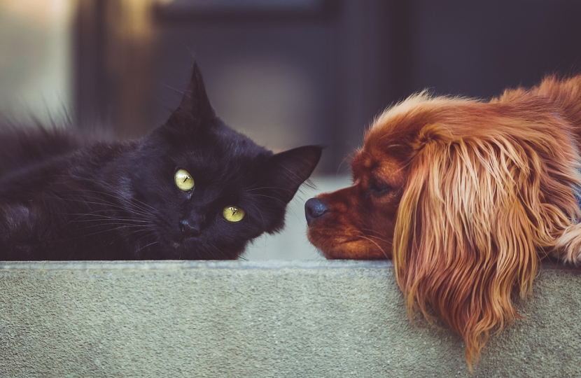 cat dog
