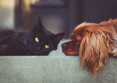 cat dog
