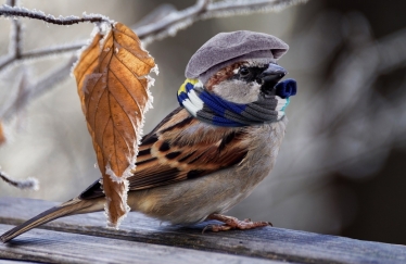 sparrow